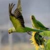 © MD sajjad hossain photography, CC BY-SA 4.0 via Wikimedia Commons Wild Rose-ringed Parakeets at sunflower