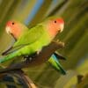 Wild Rosy-faced Lovebirds perch in a tree