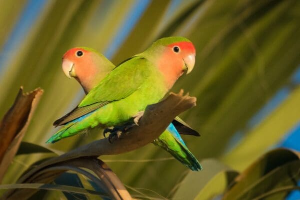 Wild Rosy-faced Lovebirds perch in a tree