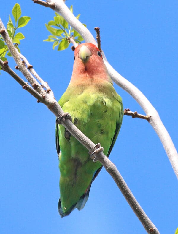 A wild Rosy-faced Lovebird perches on a branch