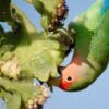 © Matt Mets, CC BY-SA 2.0 via Wikimedia Commons A feral Rosy-faced Lovebird feeds on sunflower seeds