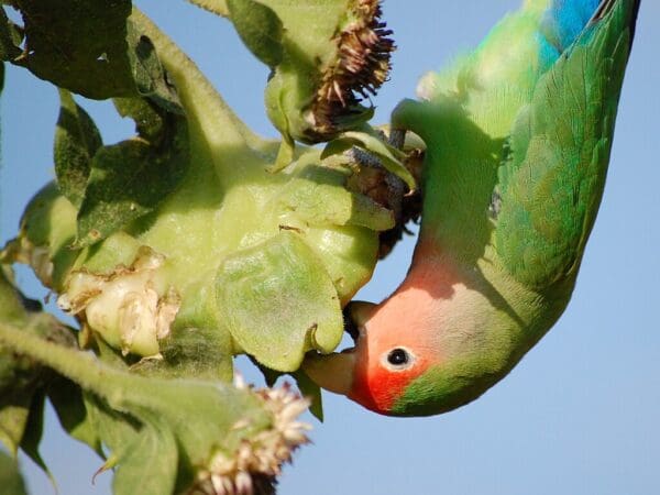 A feral Rosy-faced Lovebird feeds on sunflower seeds
