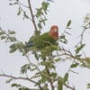 A wild Rosy-faced Lovebird perches in a thorny tree