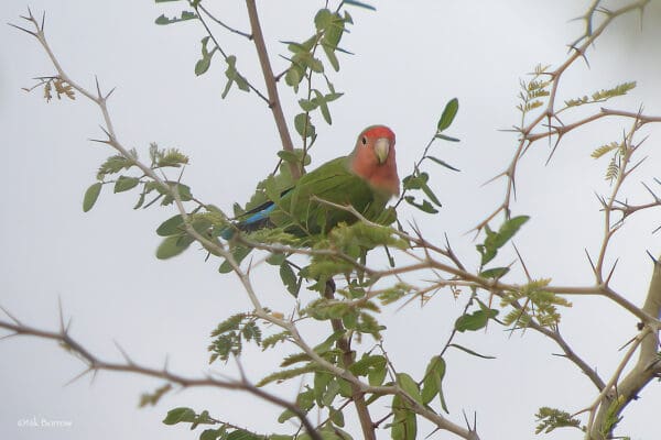 A wild Rosy-faced Lovebird perches in a thorny tree