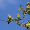© Park Street Pro CC BY 2.0 via Flickr Feral Rosy-faced Lovebirds perch in a tree