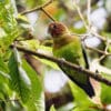 A wild Rusty-faced Parrot perches in a tree