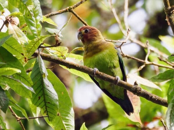 A wild Rusty-faced Parrot perches in a tree