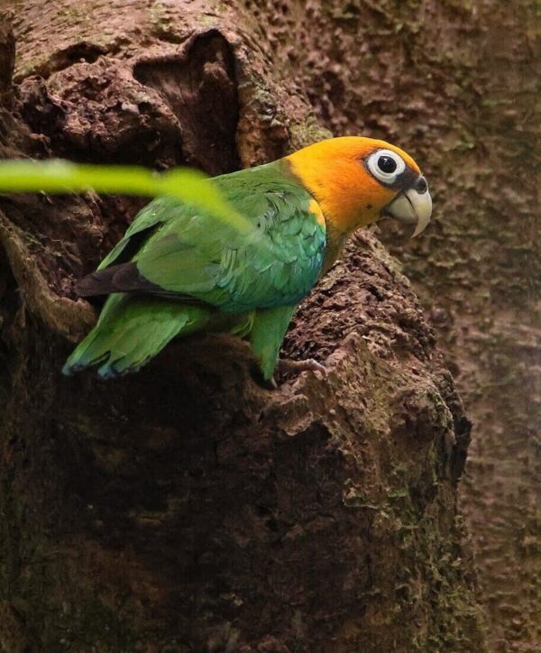 A wild Saffron-headed Parrot perches at a nest cavity