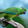 A female Salvadori's Fig Parrot perches on a branch