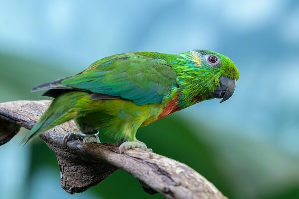 A female Salvadori's Fig Parrot perches on a branch