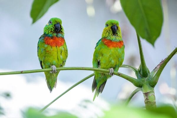 Two male Salvadori's Fig Parrots perch on a plant