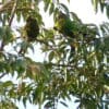 Wild Santa Marta Conures perch in a tree