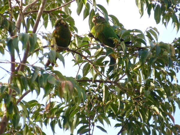 Wild Santa Marta Conures perch in a tree