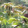 A wild Santa Marta Conure forages