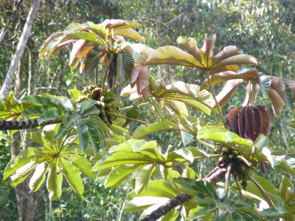 A wild Santa Marta Conure forages