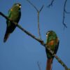 Wild Santa Marta Conures perch on a branch