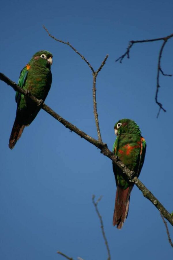 Wild Santa Marta Conures perch on a branch