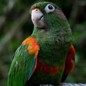 A closeup of a wild Santa Marta Conure