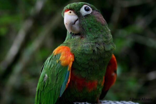 A closeup of a wild Santa Marta Conure