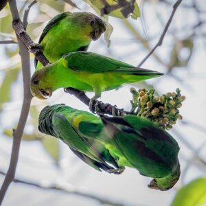 Wild Sapphire-rumped Parrotlets forage in a flowering tree