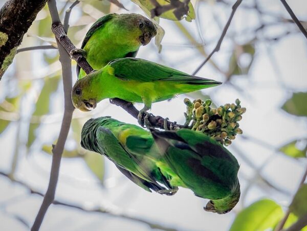 Wild Sapphire-rumped Parrotlets forage in a flowering tree