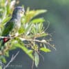 A wild Scaly-headed Parrot perches in a tree