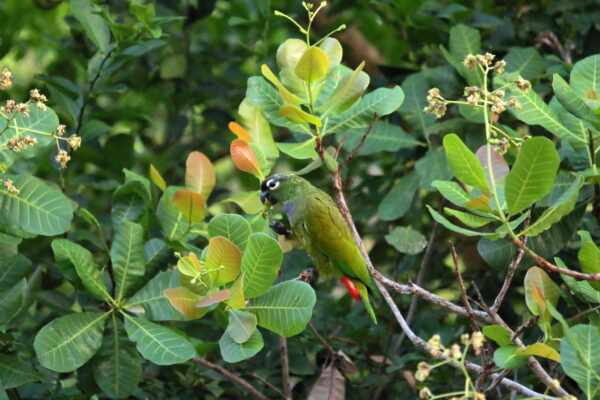 A wild Scaly-headed Parrot feeds