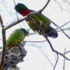 Wild Scaly-headed Parrots perch high in a tree