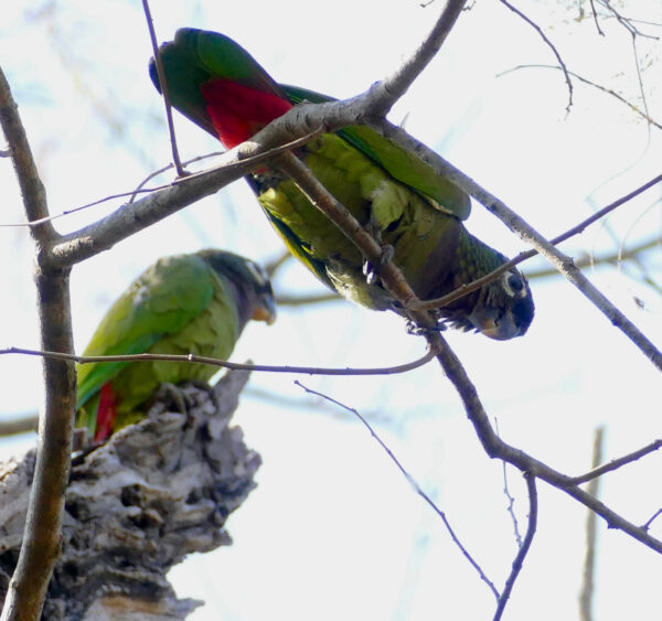 Wild Scaly-headed Parrots perch high in a tree