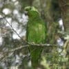 A wild Scaly-naped Amazon perches on a twig