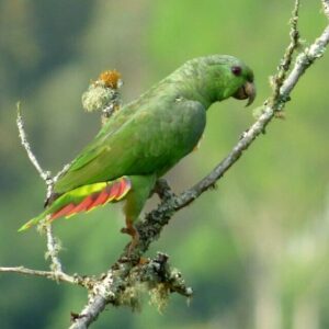 A wild Scaly-naped Amazon perches on a mossy branch