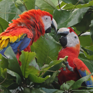 Wild Scarlet Macaws interact