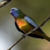 A wild male Scarlet-chested Parrot perches in a shady tree