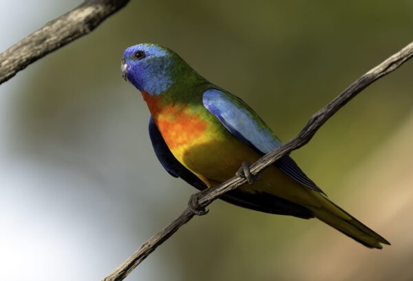 A wild male Scarlet-chested Parrot perches in a shady tree