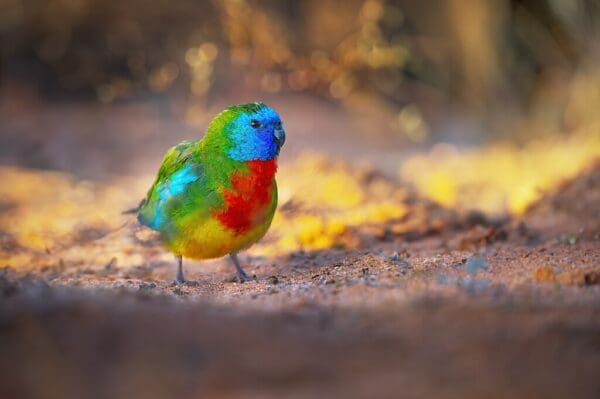 A wild Scarlet-chested Parrot forages on the ground