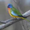 A wild Scarlet-chested Parrot perches on a branch