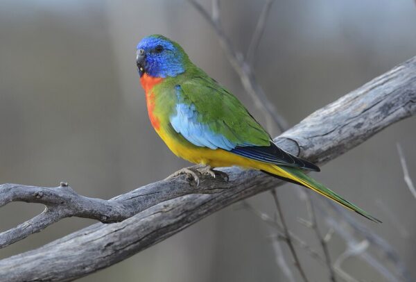 A wild Scarlet-chested Parrot perches on a branch