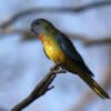 A wild immature male Scarlet-chested Parrot perches in a tree