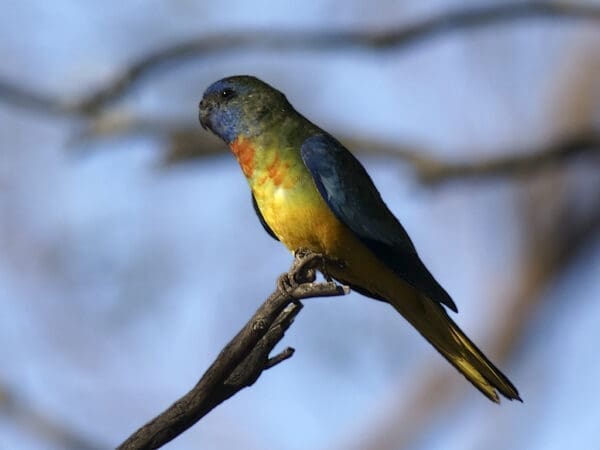 A wild immature male Scarlet-chested Parrot perches in a tree