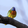 A wild male Scarlet-chested Parrot perches on a limb