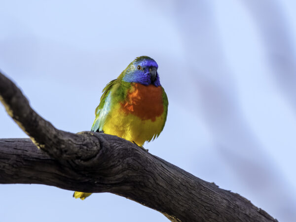 A wild male Scarlet-chested Parrot perches on a limb