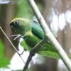 A wild Scarlet-shouldered Parrotlet perches on a branch