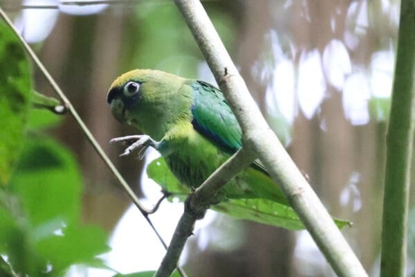 A wild Scarlet-shouldered Parrotlet perches on a branch