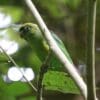 A wild Scarlet-shouldered Parrotlet perches on a branch