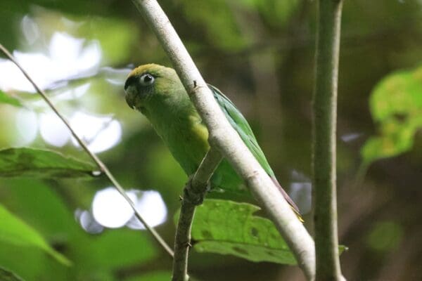 A wild Scarlet-shouldered Parrotlet perches on a branch