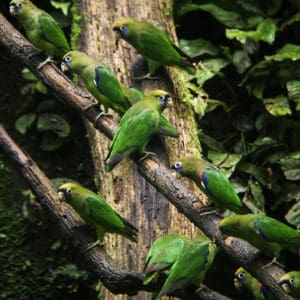 Wild Scarlet-shouldered Parrotlets gather in a flock