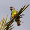 A wild Senegal Parrot perches on a palm leaf