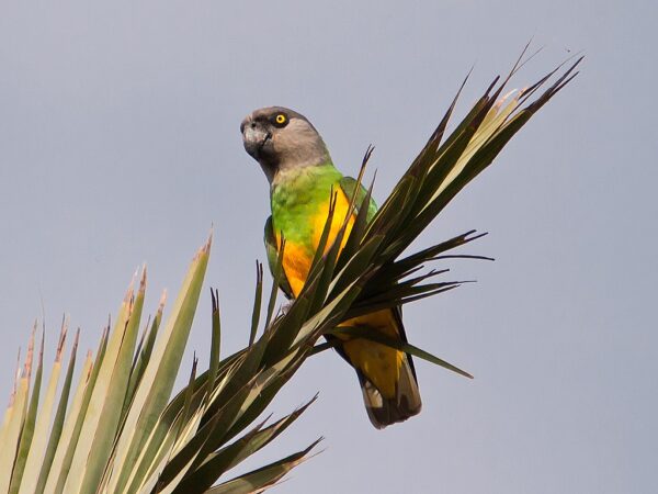 A wild Senegal Parrot perches on a palm leaf