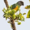 A wild Senegal Parrot perches in a tree