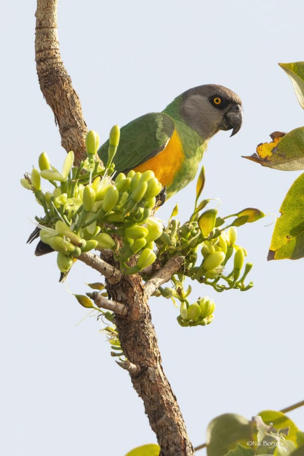 A wild Senegal Parrot perches in a tree